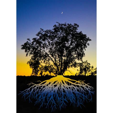 Crescent Moon Above The Silhouette Of A Large Siberian Elm With Roots