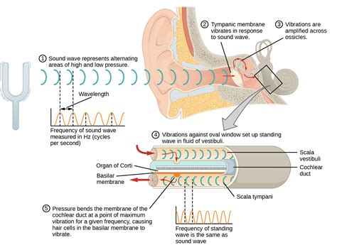 Hearing And Vestibular Sensation Bio103 Human Biology