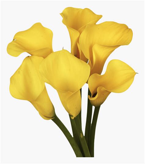 Gorgeous Golden Yellow Calla Lily Flowers Giant White Arum Lily HD