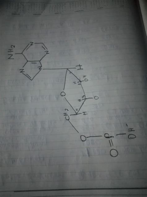 Solved Draw The Noncyclic Amp Molecule After It Has Dissolved In