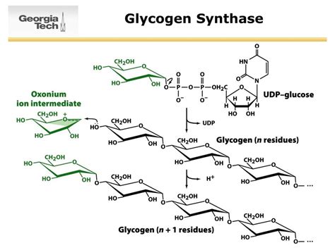 Ppt Survey Of Biochemistry Glycogen Powerpoint Presentation Free