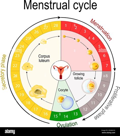 stages of the menstrual cycle diagram