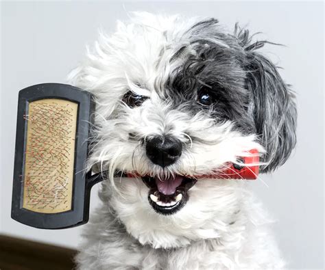 Choosing The Right Brush For Your Dog Hartz