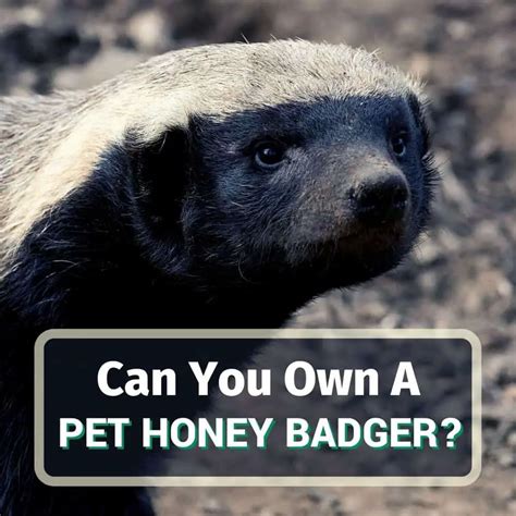 8 Reasons Why You Cant Have Pet Honey Badgers Koalapets
