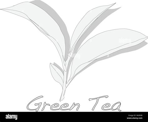 Green Tea Leaf Vector Artwork Isolated Stock Vector Image And Art Alamy