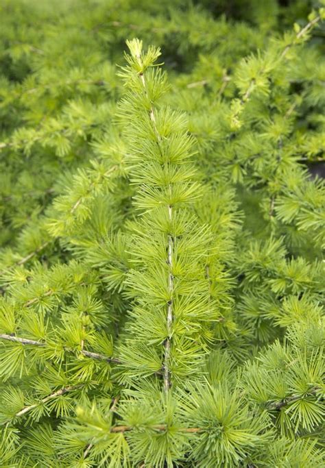 1907 Larch Tree Branches Green Background Stock Photos Free
