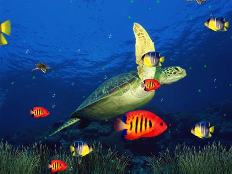 Do You Mind Using These Marine Life Aquarium 3d