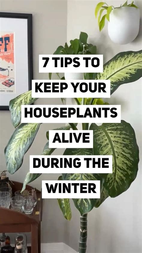 Dont Kill Your Houseplants This Winter Winter Houseplant Care Tips