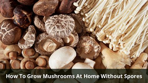 How To Grow Mushrooms At Home Without Spores Step By Step Guide Care