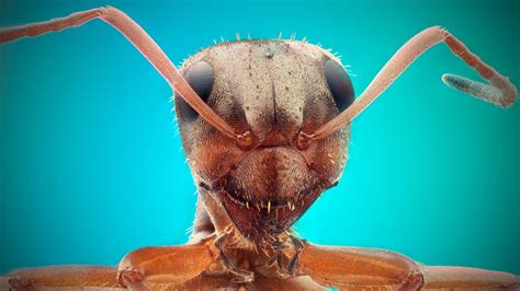 2024 Ant Hd 4k Wallpaper Desktop Background Iphone And Android