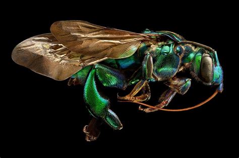 Microsculpture Incredibly Detailed Macro Insect Photographs Reveal