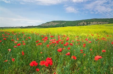 Beautiful Colorful Landscape With Flowers Spring Meadow Stock Photo