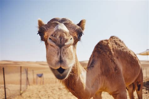 How Camels That Live In The Desert Can Survive For Weeks Without Water
