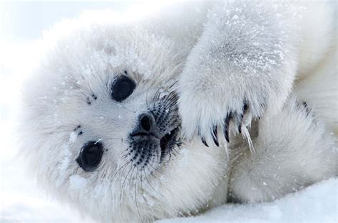 Harp Seal Pup Baby Animals Animals Beautiful Seal Pup