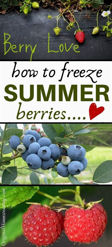 How To Freeze Summer Berries Quick Freezing Guide Summer Berries
