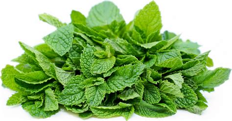 Mint Information Recipes And Facts