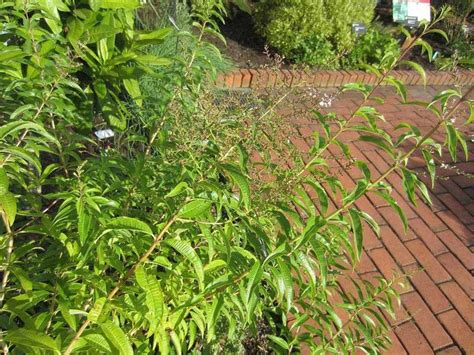 Lemon Verbena Plant Care And Growing Guide
