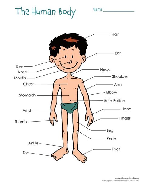 Parts of the body | infographic. human-body-diagram - Tim's Printables