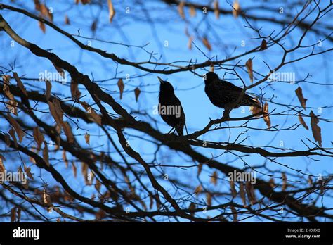Bird Silhouette Blackbird Birds Silhouettes Blackbirds Stock Photo