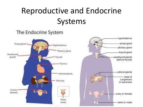 reproductive and endocrine systems