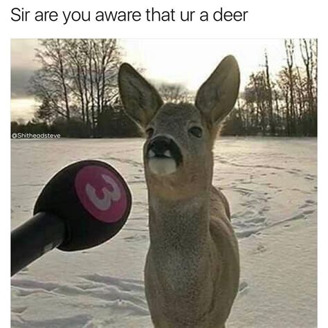 Awnser Oh Deer I Had Absolutely No I Deer I Thought I Was A Deer