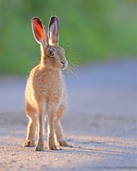 Rabbits And Hares Photo Gallery Wildlife Online