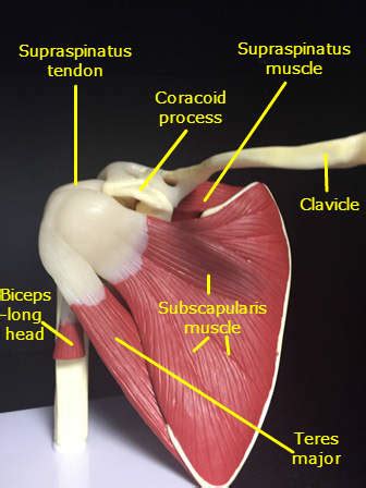 Let me count your tendons Scapula | Chandler Physical Therapy