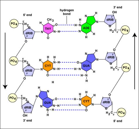 Structure Of Dna