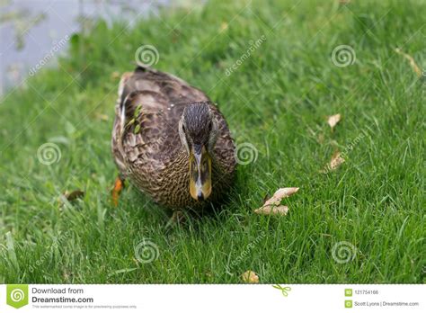 Duck Waddling Through Short Green Grass Stock Photo Image Of Outdoors