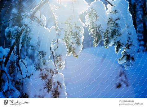 Winter Pine Tree Forest A Royalty Free Stock Photo From Photocase