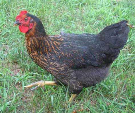black sex link pullet backyard chickens