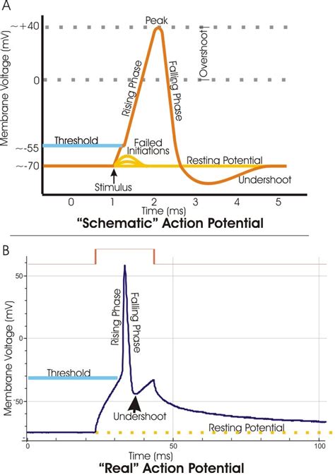 Action Potential Wikidoc