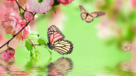 Green Butterfly Wallpapers Top Free Green Butterfly Backgrounds