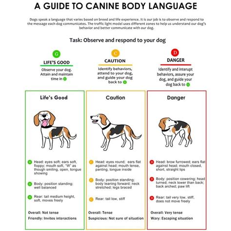 A Guide To Canine Body Language Dog Training Body Language Dog