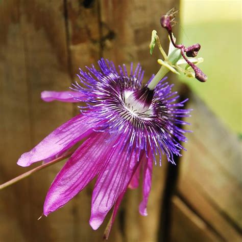 Passiflora Amethyst Passion Flower