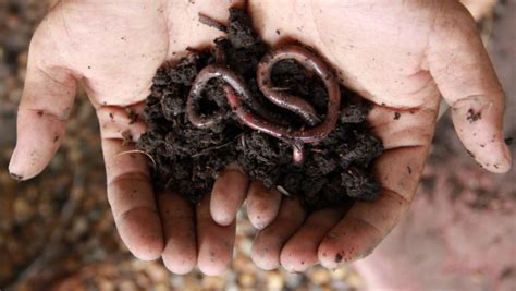 Earthworms Arent As Good For The Soil As You Think Nature And