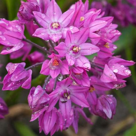 Allium Oreophilum Mountain Lover Or Pink Lily Leek Syn Allium