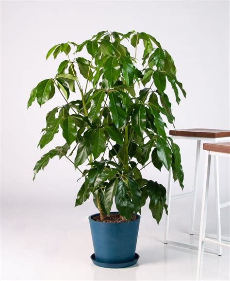 11 Best Large Indoor Plants You Must Have In Your Home