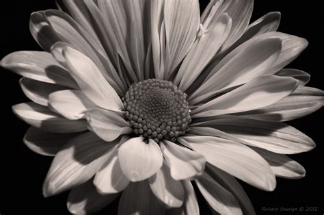 Black And White Flowers Wallpaper