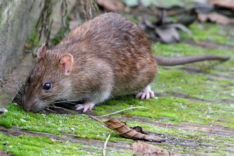 Selected Articles Norway Rat Facts And How To Get Rid Of The Rodents