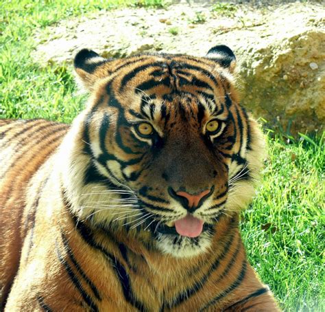 Reports On Help Save The Sumatran Tiger Globalgiving