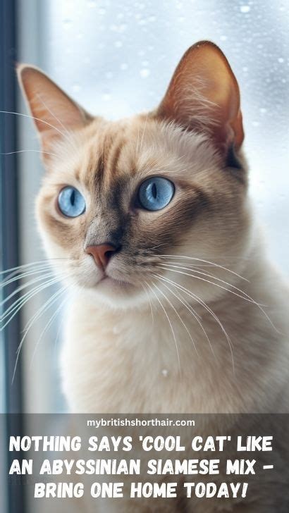 Abyssinian Siamese Mix 15 Fascinating Facts About Abyssinian Cat And