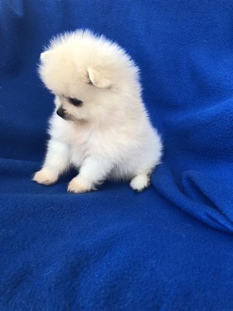 Puppyfinder.com is your source for finding an ideal puppy for sale near lafayette, louisiana, usa area. Pomeranian puppy dog for sale in Lafayette, Louisiana