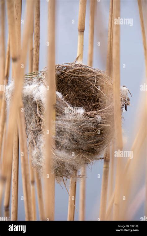 Reed Bed Birds Hi Res Stock Photography And Images Alamy