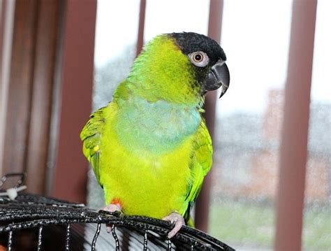 Nanday Conure Facts Care As Pets Temperament Pictures Singing