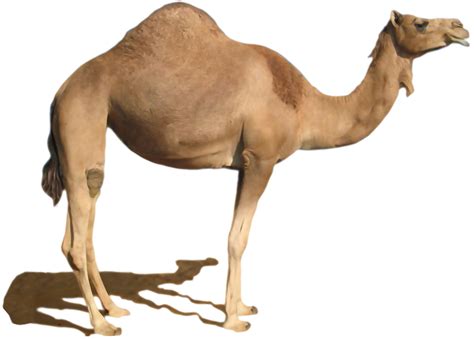 Imagen Png De Camello Imágenes Png De Camello Gratis