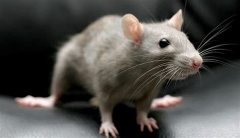 Mengenal Bahaya Hantavirus Penyakit Dari Kotoran Tikus Yang Belum My