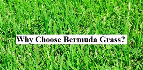 Bermuda grass ( cynodon dactylon ) is a popular choice for lawns in the hotter regions of the west for very good reasons. low cut bermuda grass Archives | GARDENS NURSERY