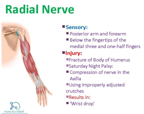 Radial Nerve Course Motor Sensory And Common Injuries How To Relief