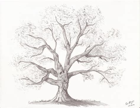 Free Oak Tree Drawing By Stan Ragets Other Art Listia